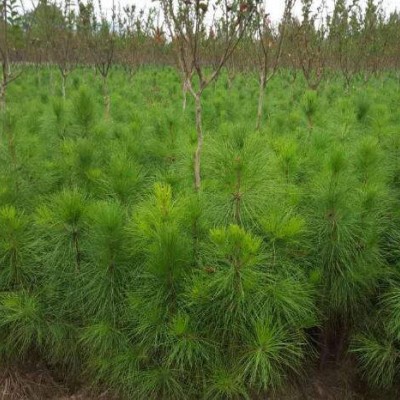孝感湿地松苗供应-优质湿地松批发-美洋洋绿化